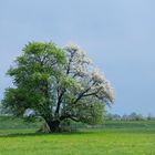 Baum grün und weiss