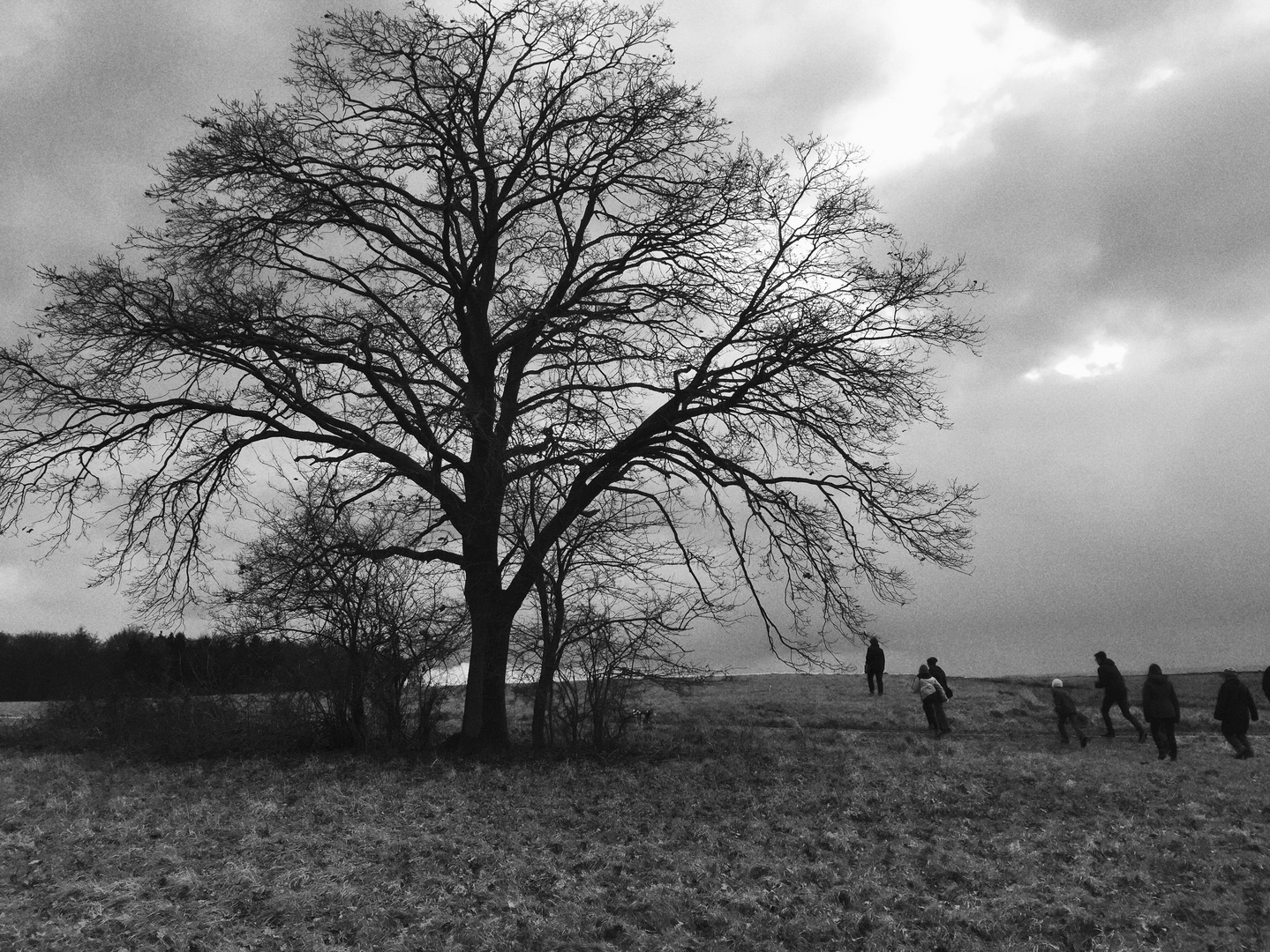 Baum-Gruppe