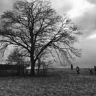 Baum-Gruppe