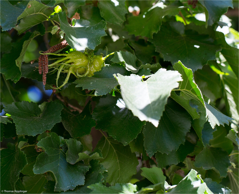 Baum-Hasel (Corylus colurna) .