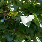 Baum-Hasel (Corylus colurna) .