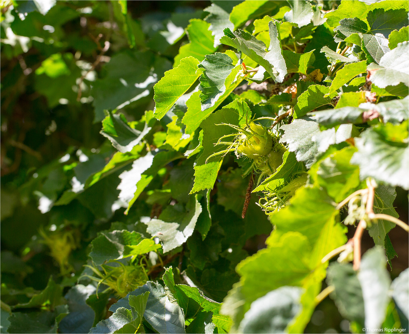 Baum-Hasel (Corylus colurna)...