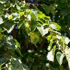 Baum-Hasel (Corylus colurna)