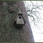 Baum-Haus zu vermieten