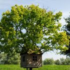 Baum-Haus...ein Hauch von Frühling