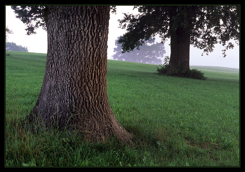 Baum-Haut