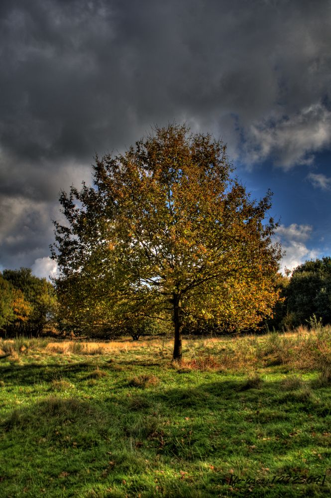 Baum HDR