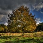 Baum HDR