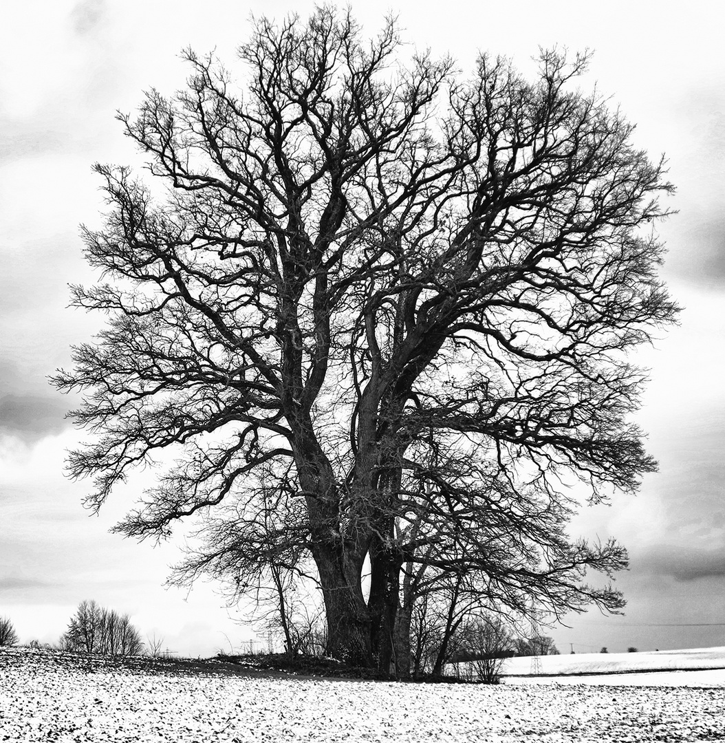 Baum HDR