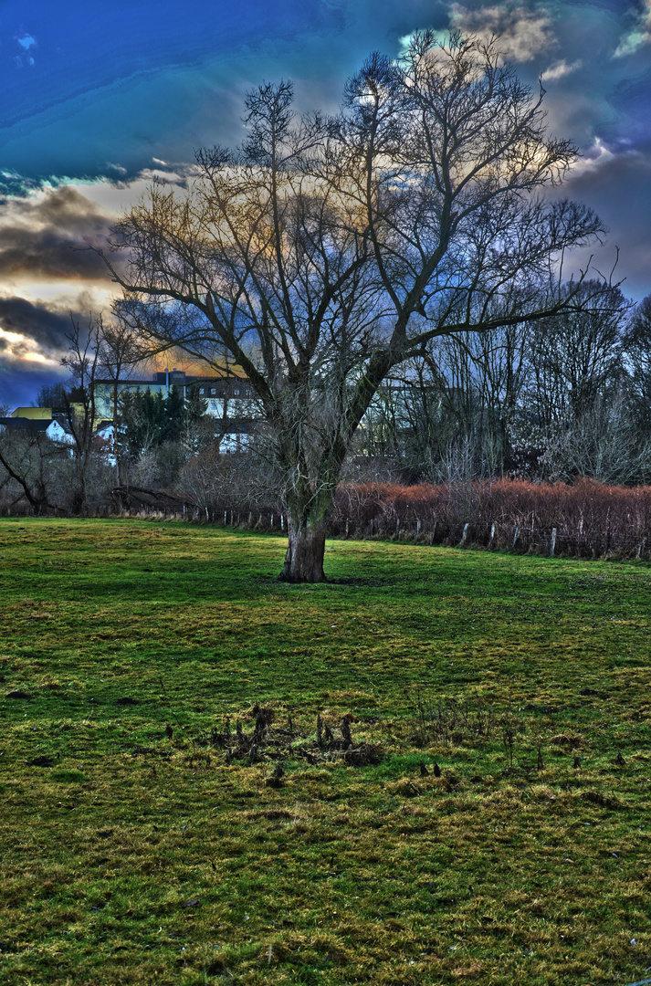 Baum HDR