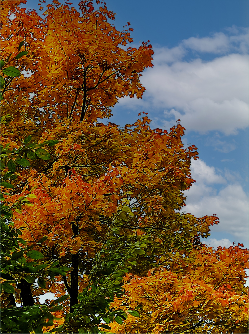  Baum Herbst bekleidet 