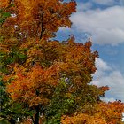  Baum Herbst bekleidet 