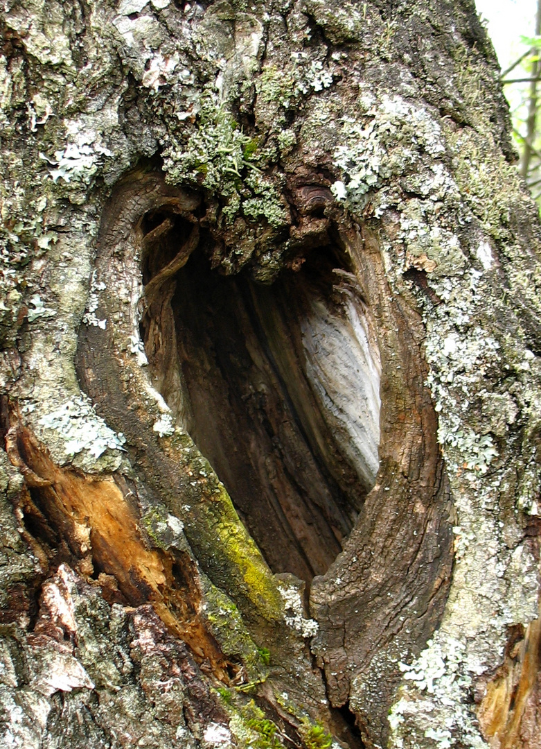 Baum-Herz oder -Vulva?