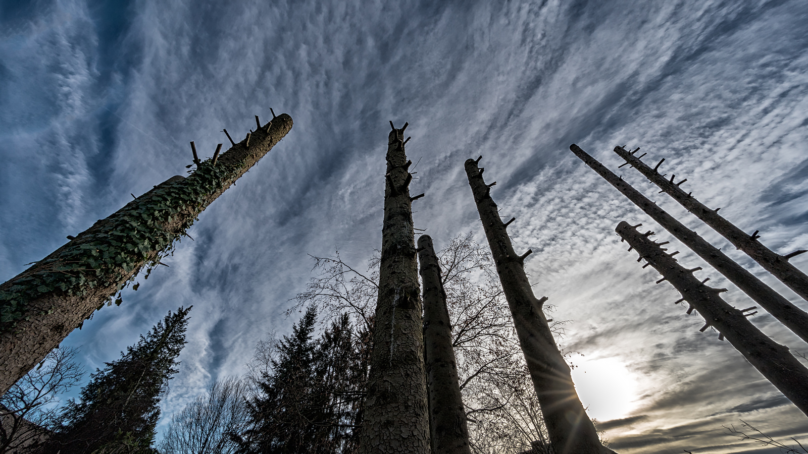 Baum - Himmel 