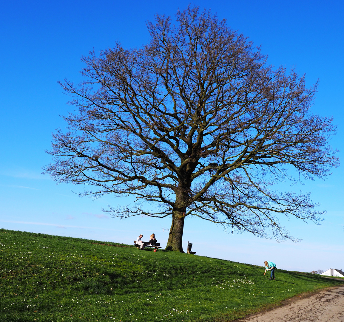 Baum ,Himmel