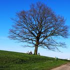 Baum ,Himmel