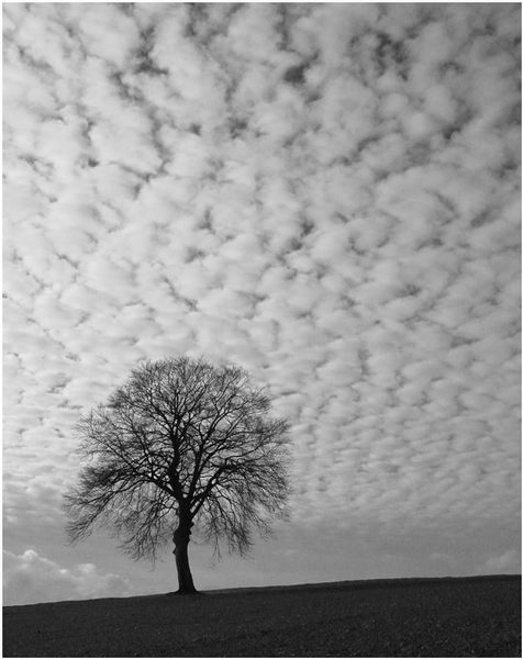 Baum + Himmel = Abgenutztes Motiv
