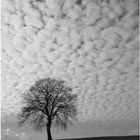 Baum + Himmel = Abgenutztes Motiv