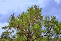 Baum , Himmel , Wolken