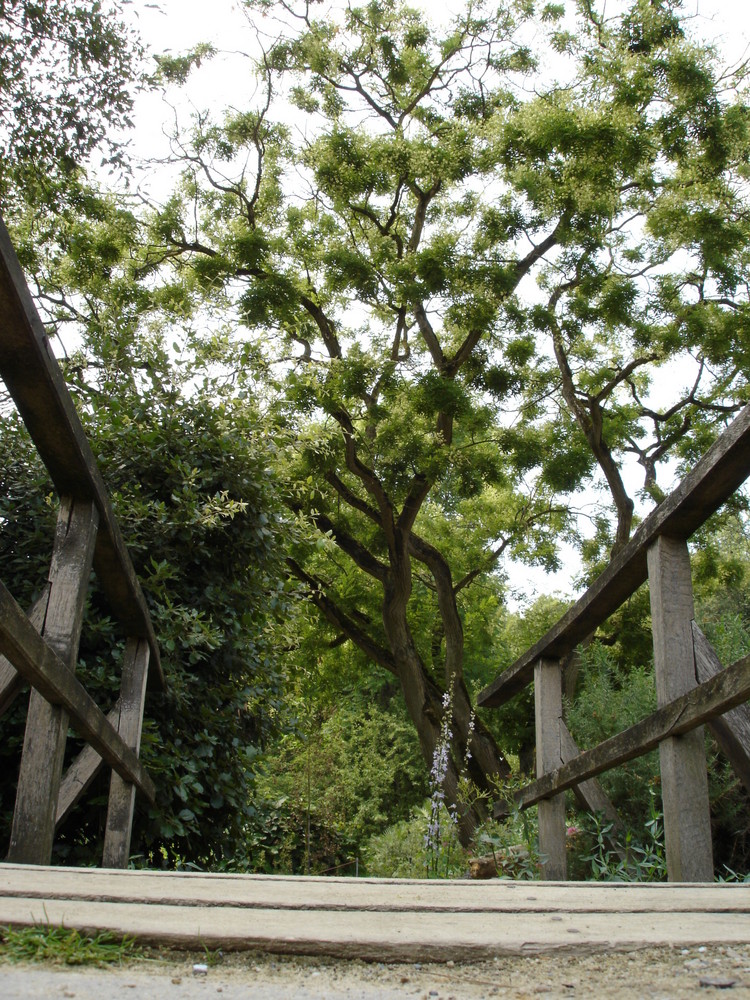 Baum hinter Brücke