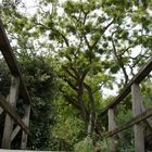 Baum hinter Brücke