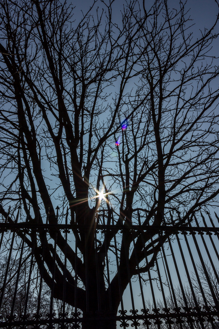 baum hinter zaun