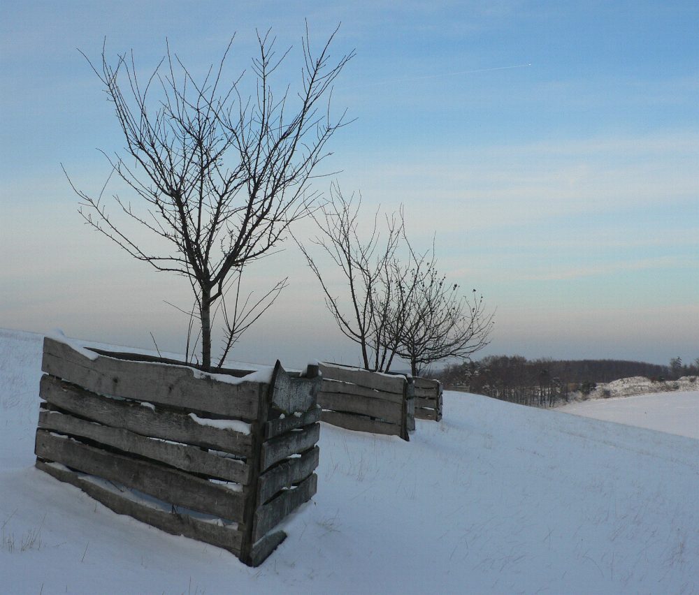 Baum hoch 3