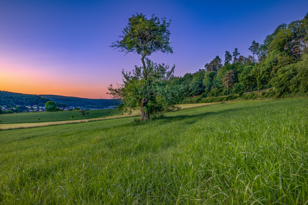 Baum Höchst Hetschbach ODW