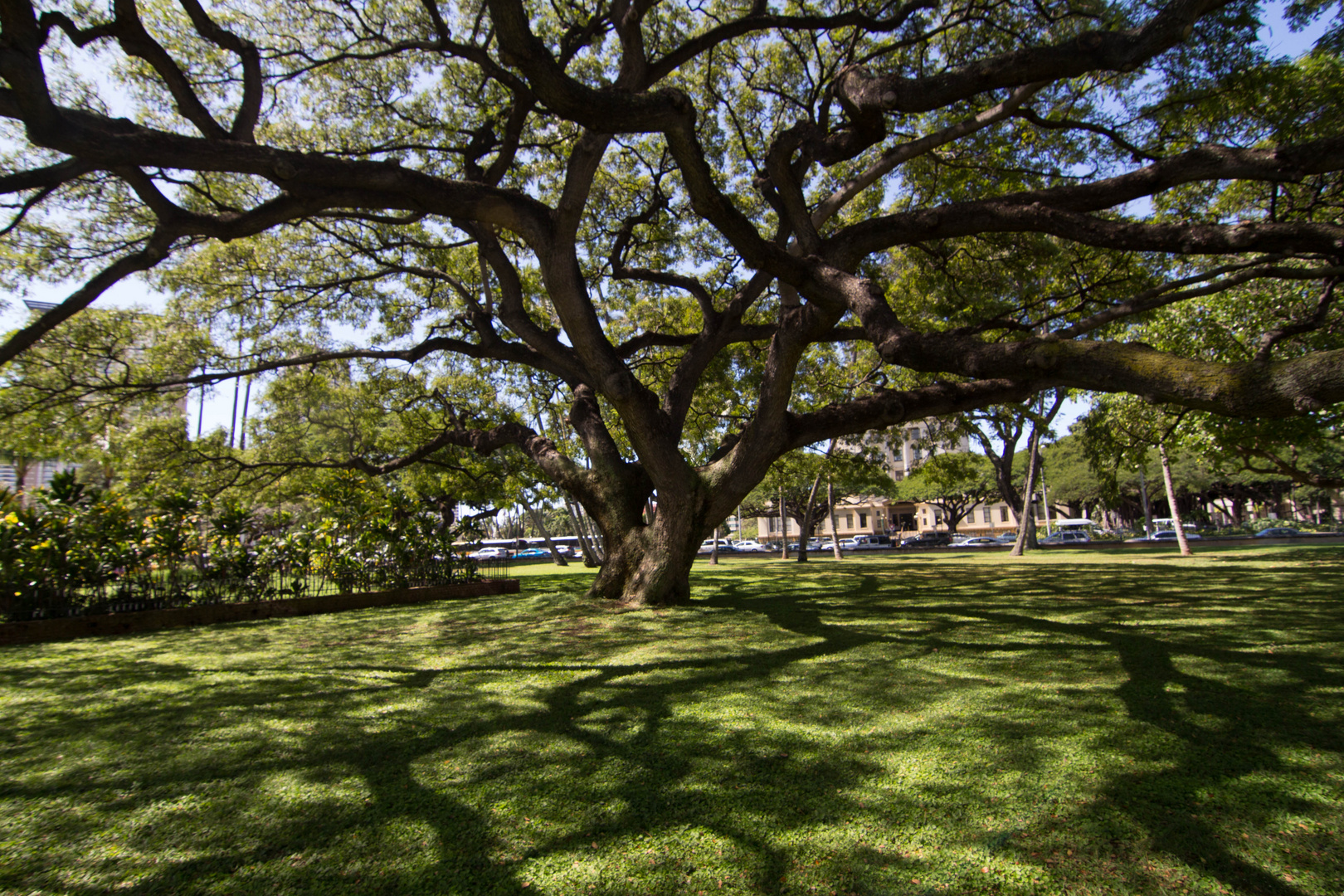 Baum Honolulu