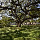 Baum Honolulu