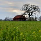 Baum, Hütte und Feld