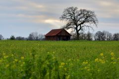 Baum, Hütte und Feld