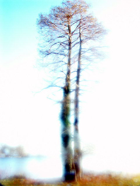 Baum iam Schloßgarten