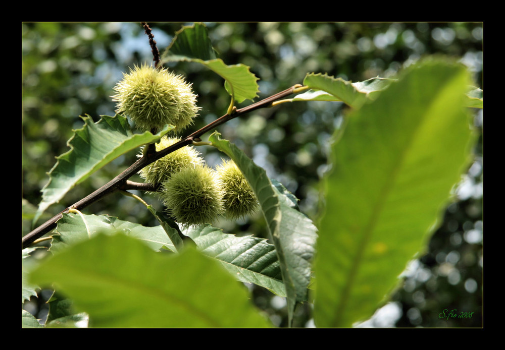 Baum-Igel ?