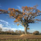 Baum III im Herbst