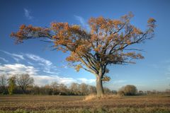 Baum III im Herbst