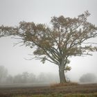 Baum III im Nebel