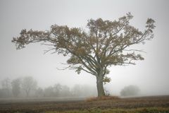 Baum III im Nebel