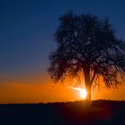 Baum im Abendhimmel