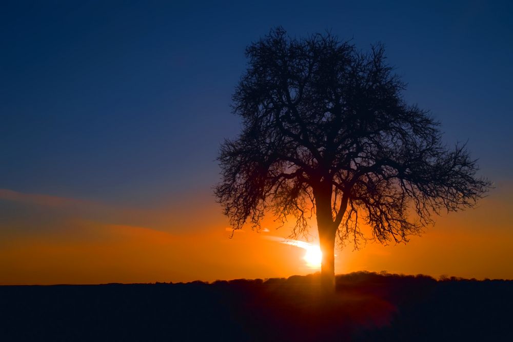 Baum im Abendhimmel