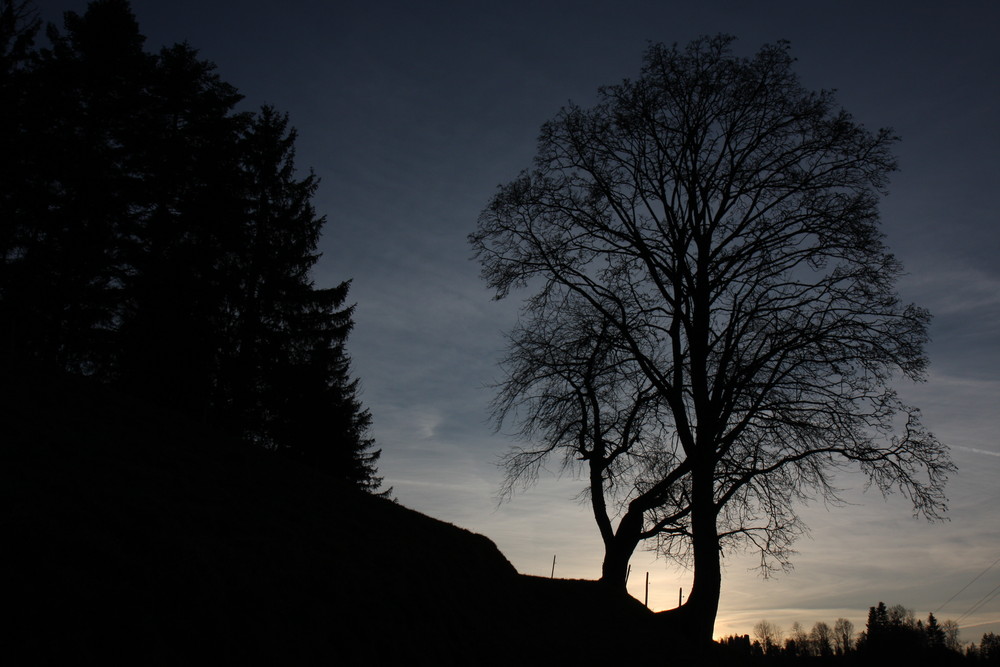 Baum im Abendhimmel