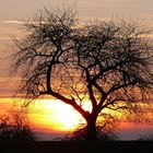 Baum im Abendhimmel