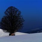 Baum im abendlichen Winterprofil