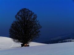 Baum im abendlichen Winterprofil