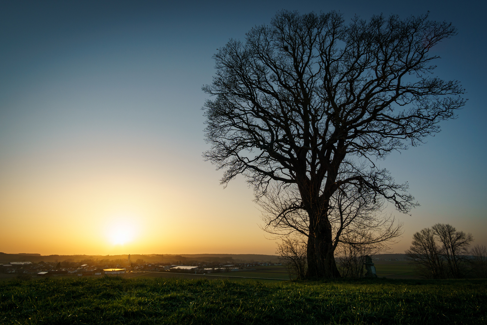 Baum im Abendlicht