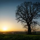 Baum im Abendlicht