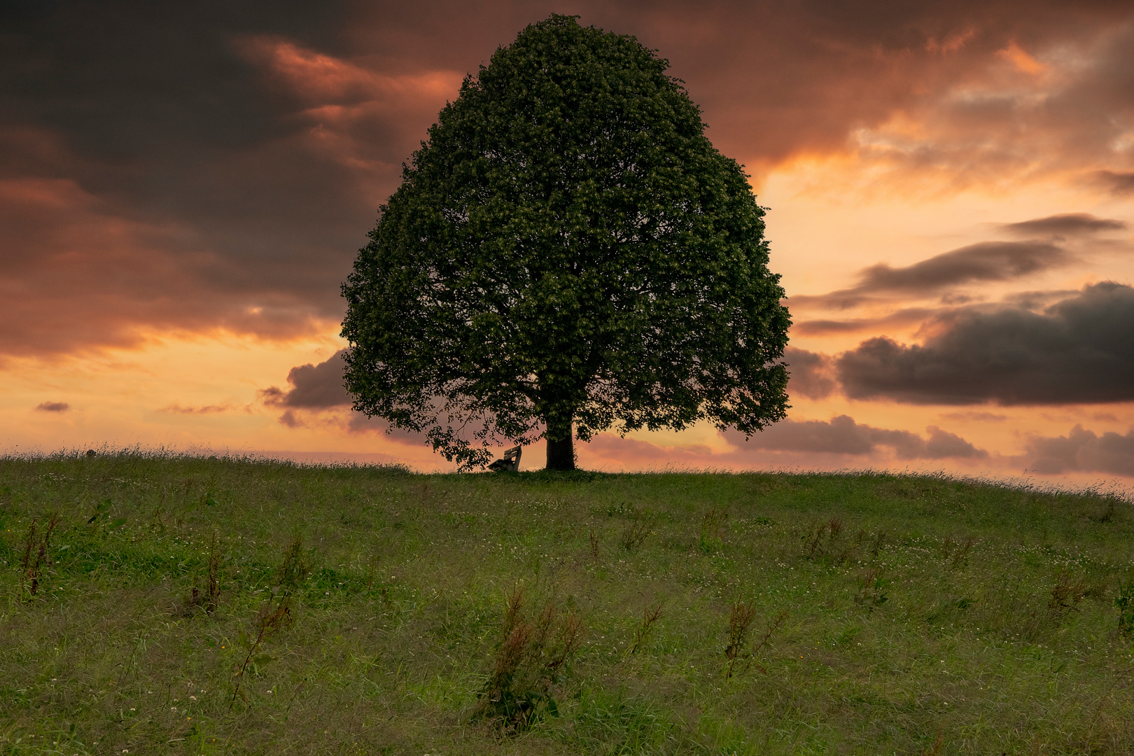 Baum im Abendlicht