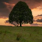 Baum im Abendlicht