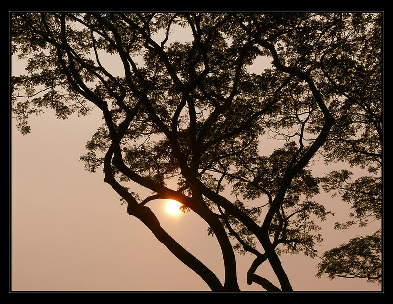 Baum im Abendlicht