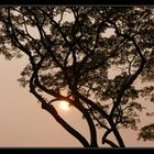 Baum im Abendlicht